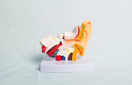Colorful anatomical model of human ear highlighting inner ear structures for educational use