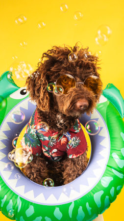 Funny brown dog wearing sunglasses and hawaiian shirt floating on inflatable ring surrounded by soap...