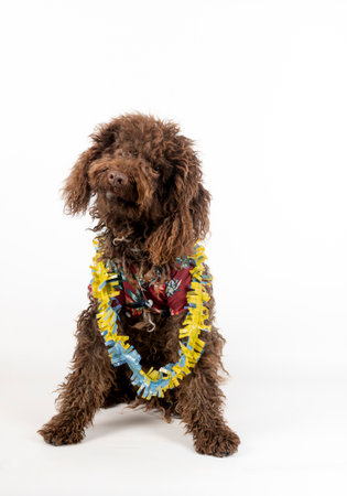 Spanish water dog wearing hawaiian shirt and garland sitting on white background