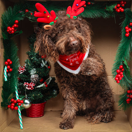 Brown puppy wearing reindeer antlers and christmas scarf sitting in decorated cardboard boxの写真素材