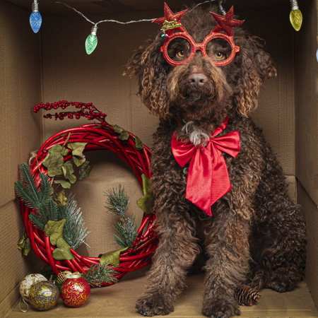 Adorable spanish water dog posing inside a cardboard box with christmas lights, wreath, baubles, and pineconeの写真素材
