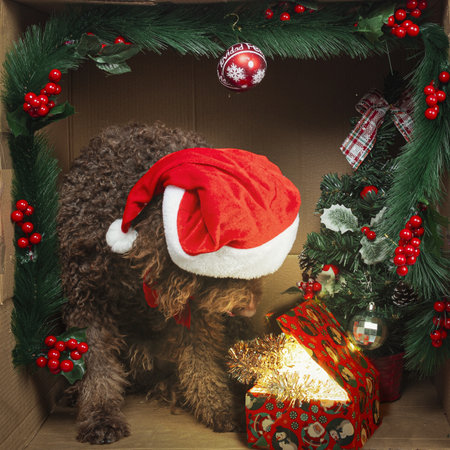 Spanish water dog wearing santa hat opening glowing christmas gift box inside cardboard box decorated with garland and christmas treeの写真素材