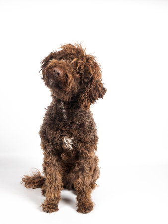 Brown curly haired poodle dog sitting on white background looking upward with attentive eyesの写真素材