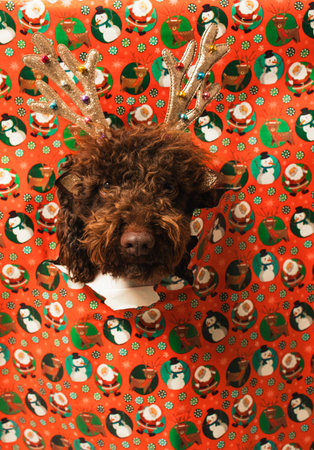 Dog wearing reindeer antlers bursting through christmas wrapping paper