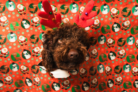 Cute dog wearing red reindeer antlers peeking through torn christmas wrapping paper