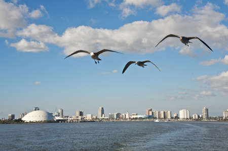 Seagulls near Downtown Long Beachの写真素材