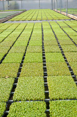 Rows of seedlings in a nurseryのeditorial素材