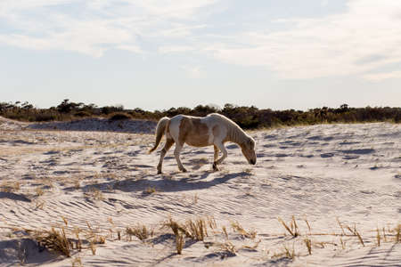 Wild Horse grazing on Assateague island natiuonal park.の写真素材
