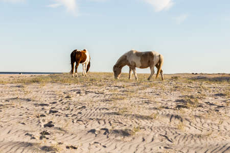 Wild Horse grazing on Assateague island natiuonal park.の写真素材