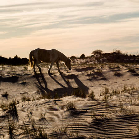 Wild Horse grazing on Assateague island natiuonal park.の写真素材
