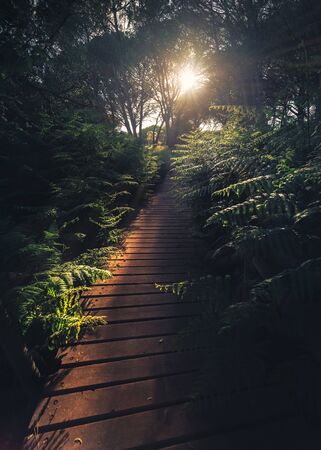 Wooden path surrounded by ferns and a foggy atmosphere with a great sun on the backgroundの写真素材