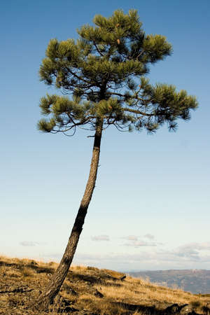 Tree in the natural environmentの写真素材