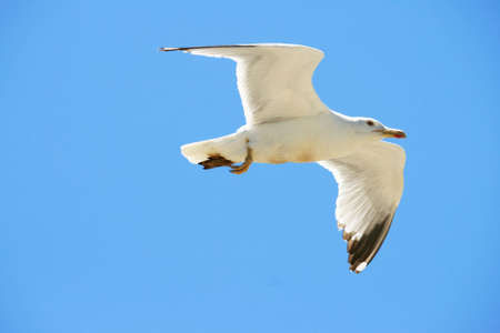 Gull to fly to taste the wind on blue sky