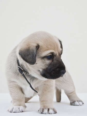 admired small dog on a white background
