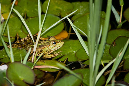 Frog in a natural environmentの写真素材