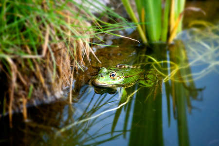 Frog in a natural environmentの写真素材