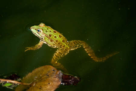 Frog in a natural environmentの写真素材