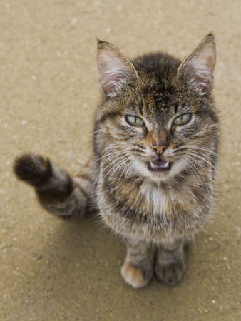 Cat asking for affectionの写真素材