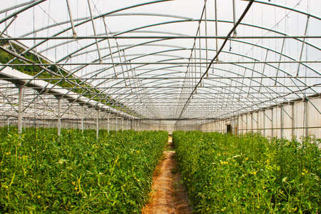 Planta de tomate em estufaの写真素材