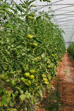 Plantação de tomate em estufaの写真素材