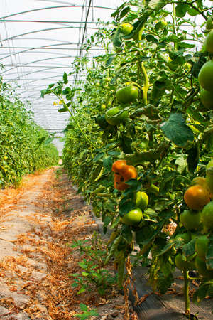 Planta de tomate em estufaの写真素材