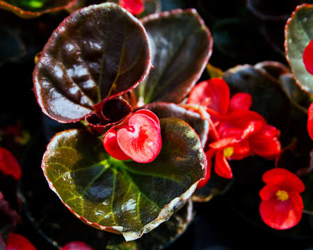 Flower gardenの写真素材