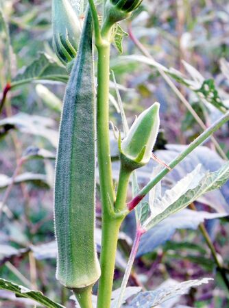 okra photo in india west bengalの写真素材