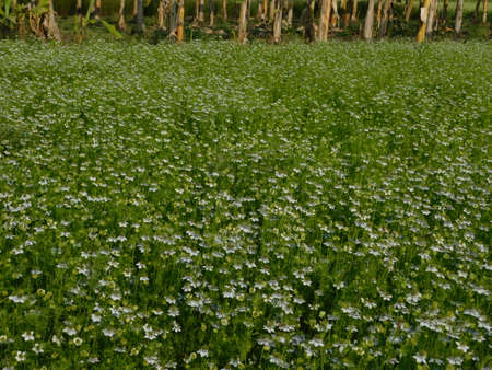 black cumin tree in indiaの写真素材