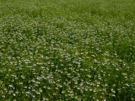 black cumin plant in indiaの写真素材