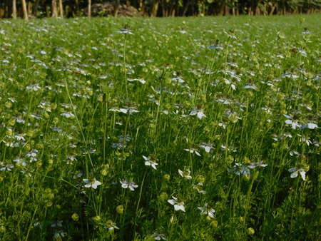 black cumin plant in indiaの写真素材