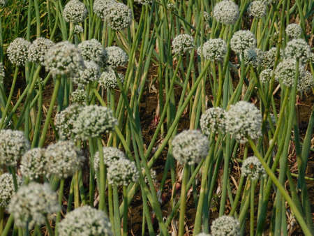 Closeup of bee on a white onion flower.White flowers onion button close-up growing on the Field.Onion ball of blossoms.These are the onion flowers seeds.の写真素材