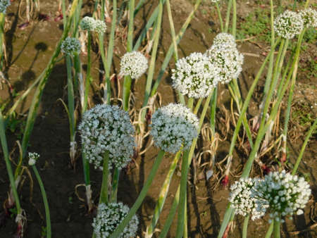 Closeup of bee on a white onion flower.White flowers onion button close-up growing on the...