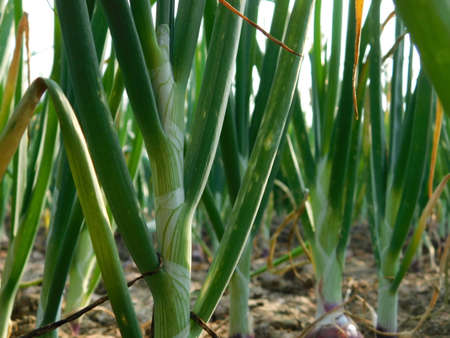 Beautiful onion plants on the farm.Green onions growing in the field.の写真素材