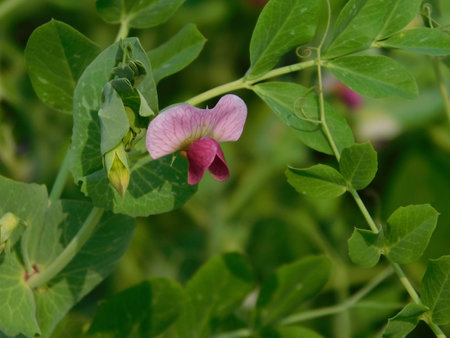 Pink flowers of Pea plant.peas growing on the farm.の写真素材