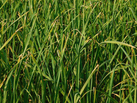 Green garlic grows in the ground in the spring in the early morning, close-up.Young garlic plant growing in the filed.の写真素材