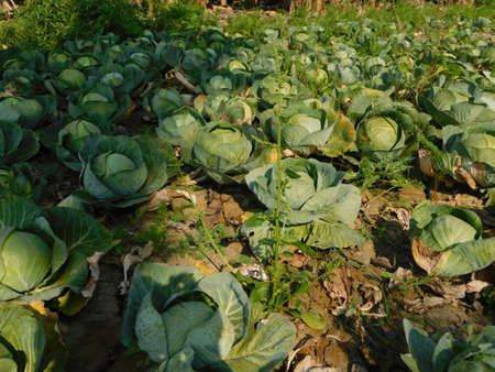 Cabbage grow in the garden.の写真素材