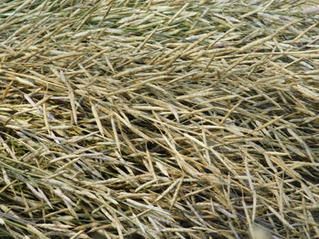 Ripping mustard crop field, mustard plant pods close up image