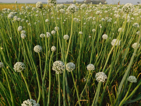 Pictures of onion plants prepared to give seeds, aged and matured onions give seeds, farmers should buy seeds from onion plants,の写真素材