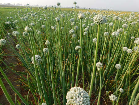 Pictures of onion plants prepared to give seeds, aged and matured onions give seeds, farmers should buy seeds from onion plants,の写真素材