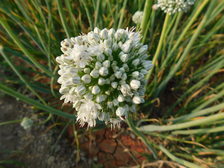 Pictures of onion plants prepared to give seeds, aged and matured onions give seeds, farmers should buy seeds from onion plants,の写真素材