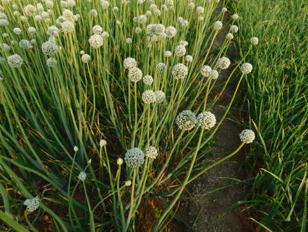 Pictures of onion plants prepared to give seeds, aged and matured onions give seeds, farmers should buy seeds from onion plants,の写真素材