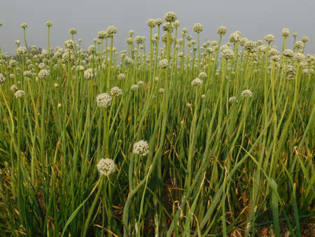 Pictures of onion plants prepared to give seeds, aged and matured onions give seeds, farmers should buy seeds from onion plants,の写真素材
