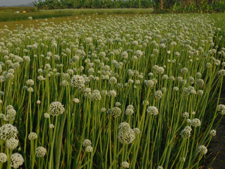 Pictures of onion plants prepared to give seeds, aged and matured onions give seeds, farmers should buy seeds from onion plants,の写真素材