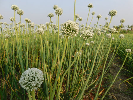 Green onion flower buds opening in close upの写真素材