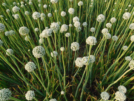 Green onion flower buds opening in close upの写真素材
