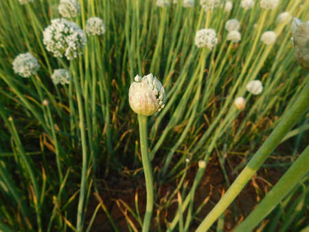 Pictures of onion plants prepared to give seeds, aged and mature onions give seeds,Sedum plant Flower on Green and white background.の写真素材