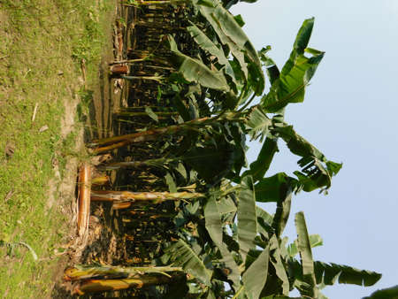 Organic Banana Field with Fresh Bananas. Organic fields background.の写真素材