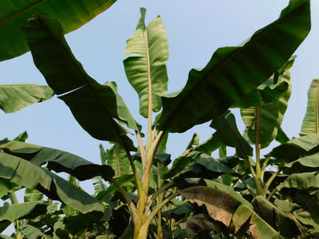 Organic Banana Field with Fresh Bananas. Organic fields background.の写真素材