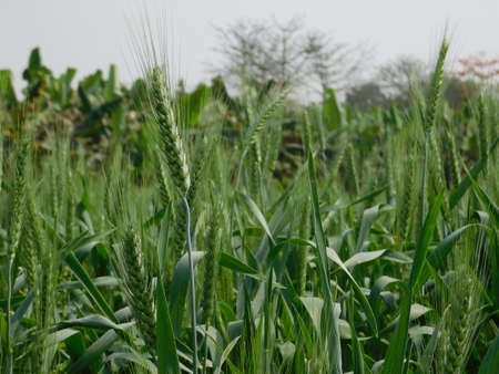 Wheat crop meadow hay garden vegan bio organic food farm countryside sun springの写真素材