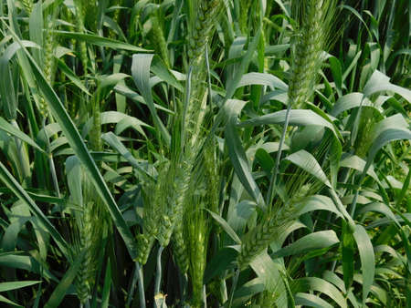 Wheat crop meadow hay garden vegan bio organic food farm countryside sun spring